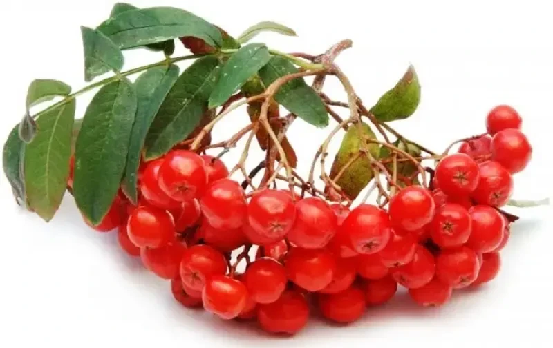 МБДОУ ЦРР детский сад № 2 "Рябинушка"