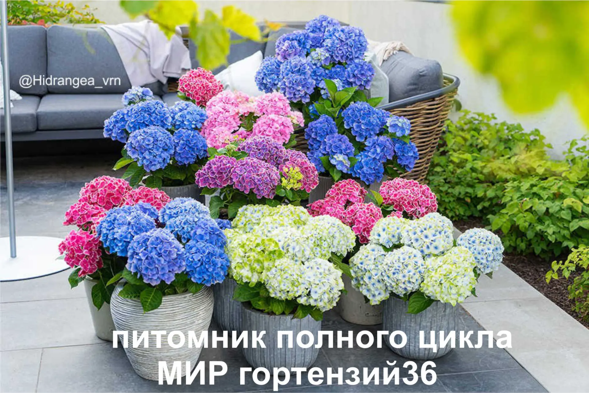 Мир гортензий 36 — канал в мессенджере MAX