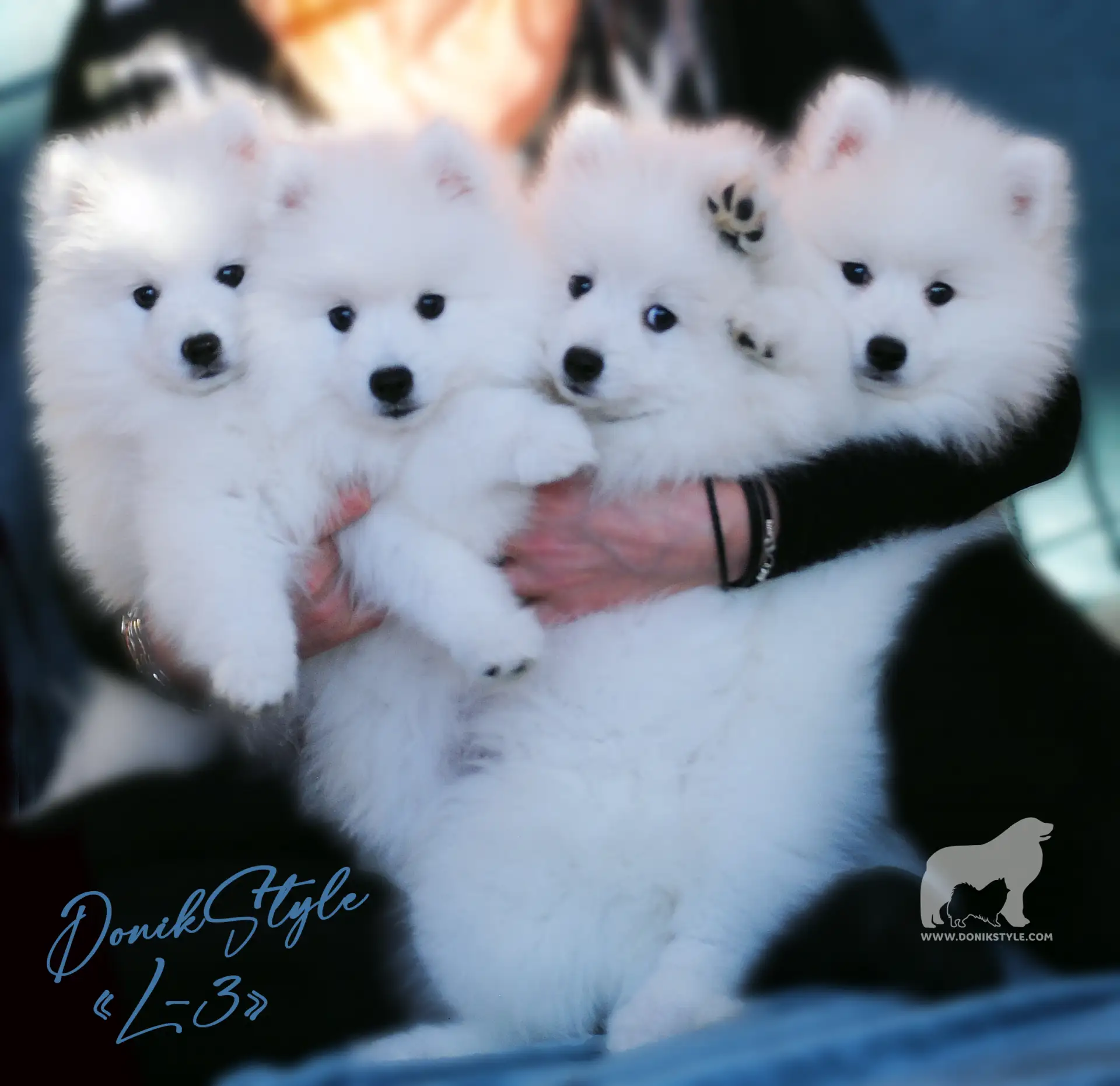 Доник Стайл Японский Шпиц и Пиренейская Горнаая Собака Japanesespitz Greatpyr
