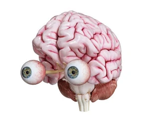 Мозг Ящер Инвест 🐙 Облигации, акции, ЦФА