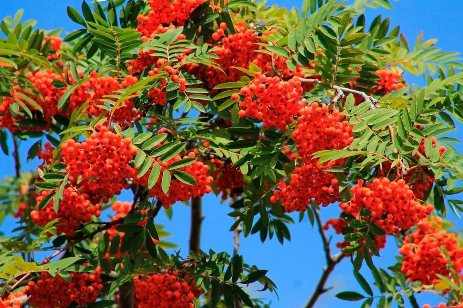 МБДОУ ДС № 21 "Рябинка" п.Октябрьский Туапсинский муниципальный  округ