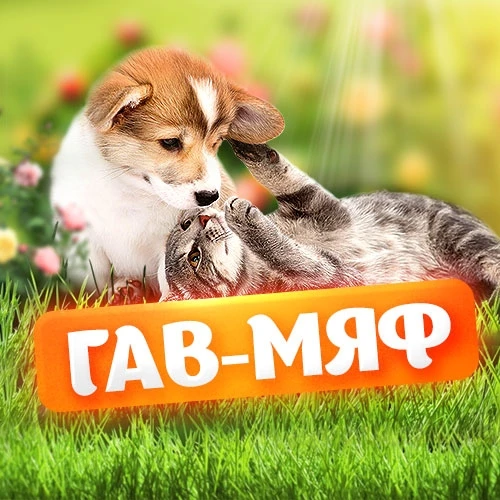 Коты и котики, собаки и пёсики: смешные забавные видео — канал в мессенджере MAX