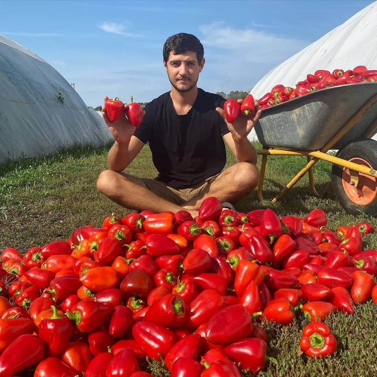 Тепличный бизнес в деревне