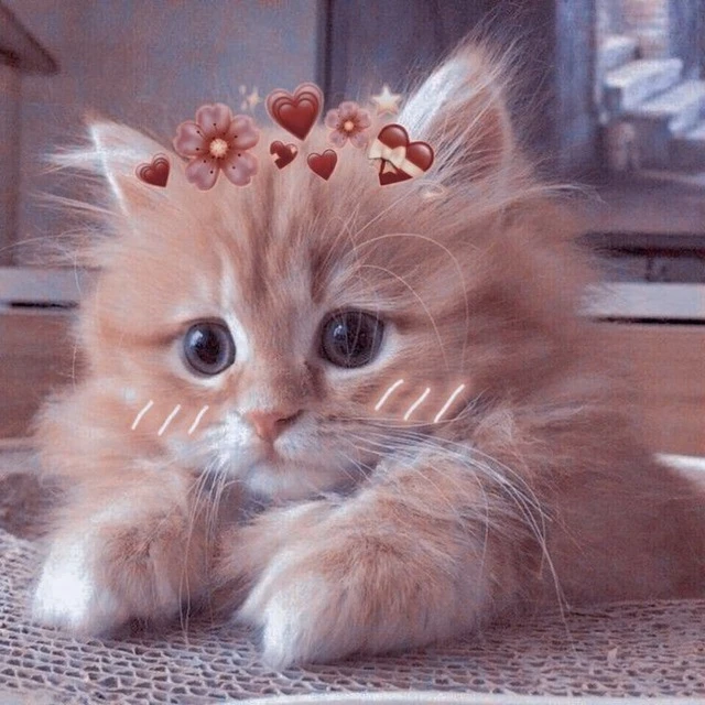 милые котики животные — канал в мессенджере MAX