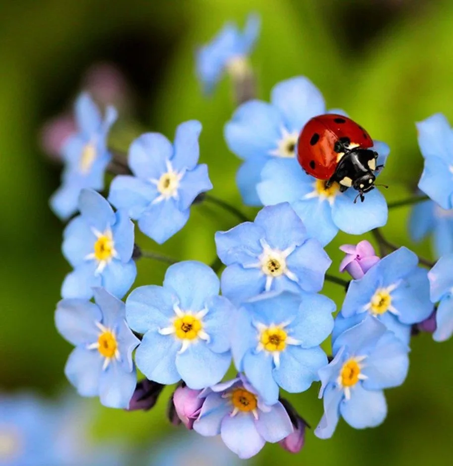 СНТ "Незабудка" информационный канал