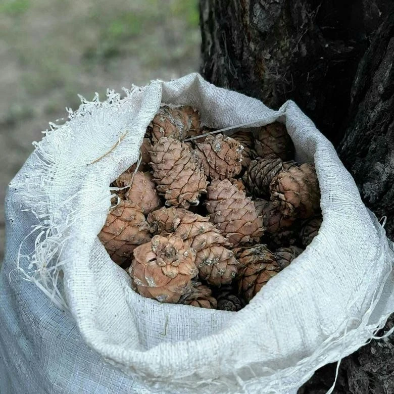 Сдать кедровую шишку — посёлок Кедровый