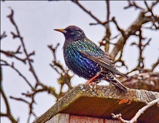 Детский сад "Скворушка" г.Набережные Челны