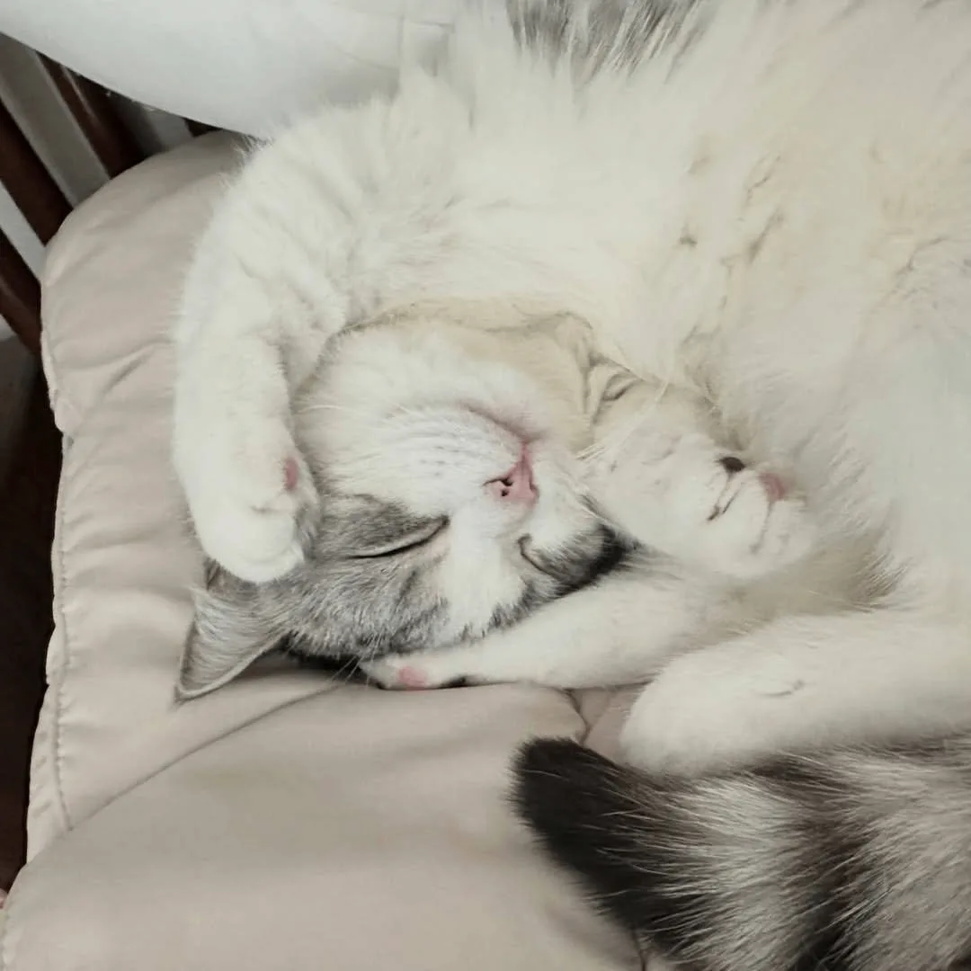Милые Котики 🐱 — канал в мессенджере MAX