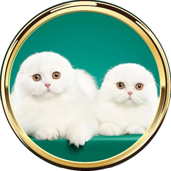 Смешные коты, кошки и котята — канал в мессенджере MAX