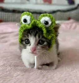 Кошки Котята Котики 🐾 — канал в мессенджере MAX