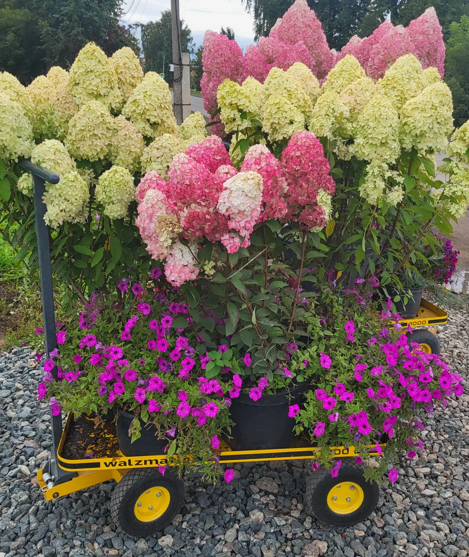 Садовый центр "Дом растений" г. Ижевск  (питомник gortenziya_house) 💚