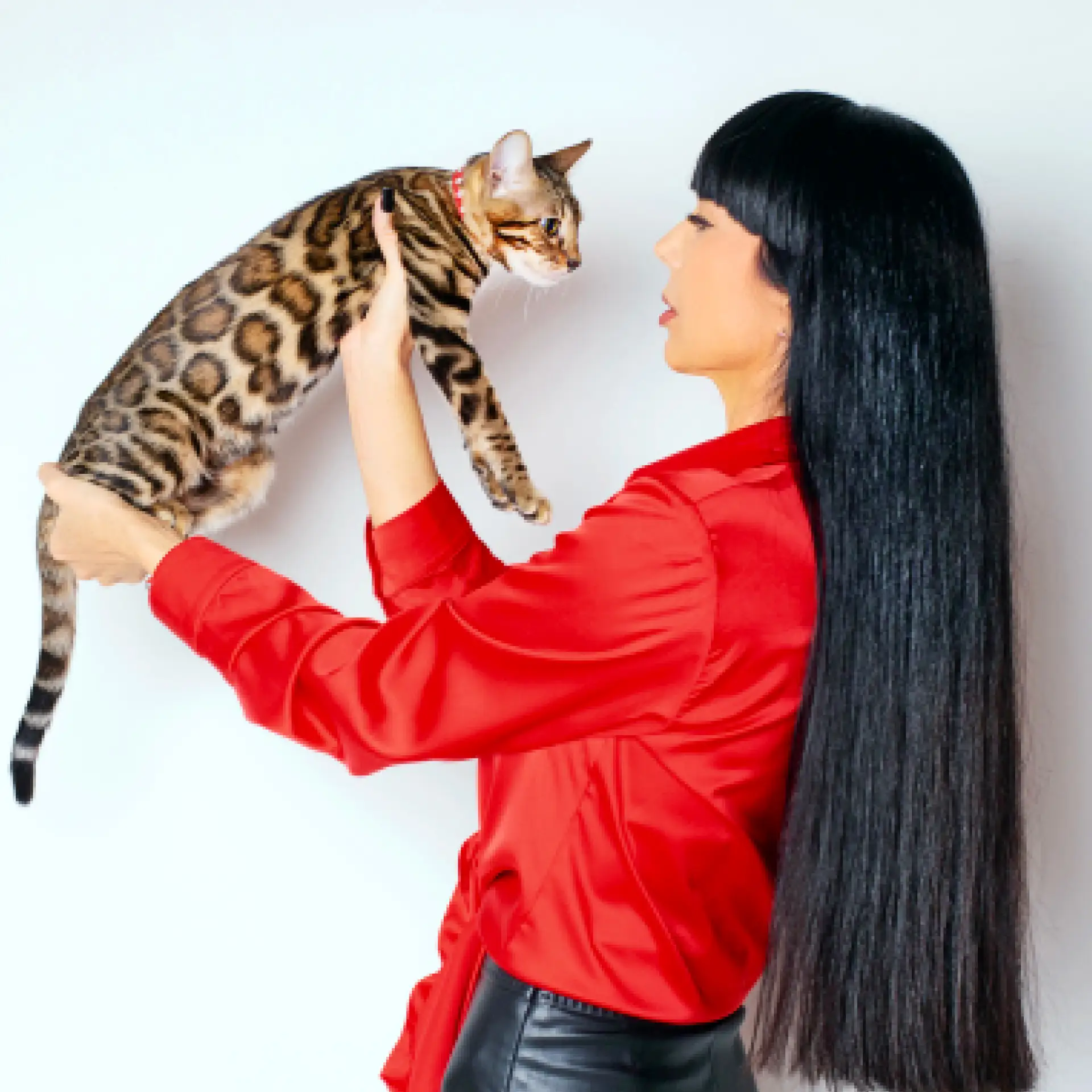 Питомник бенгальских кошек. Defender Bastet 🐆