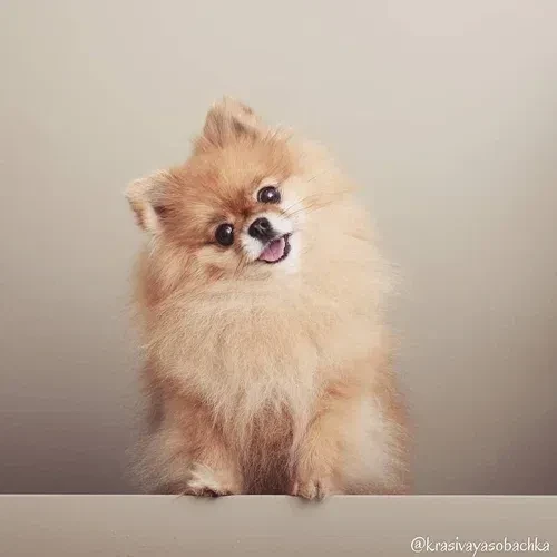 СОБАЧКИ