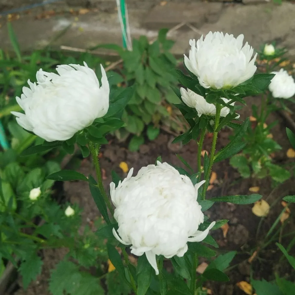 Мой рекомендасьен