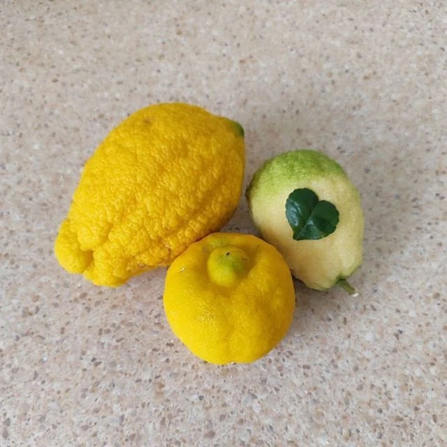 🍋 Лимон в каждый дом | Выращивание и уход