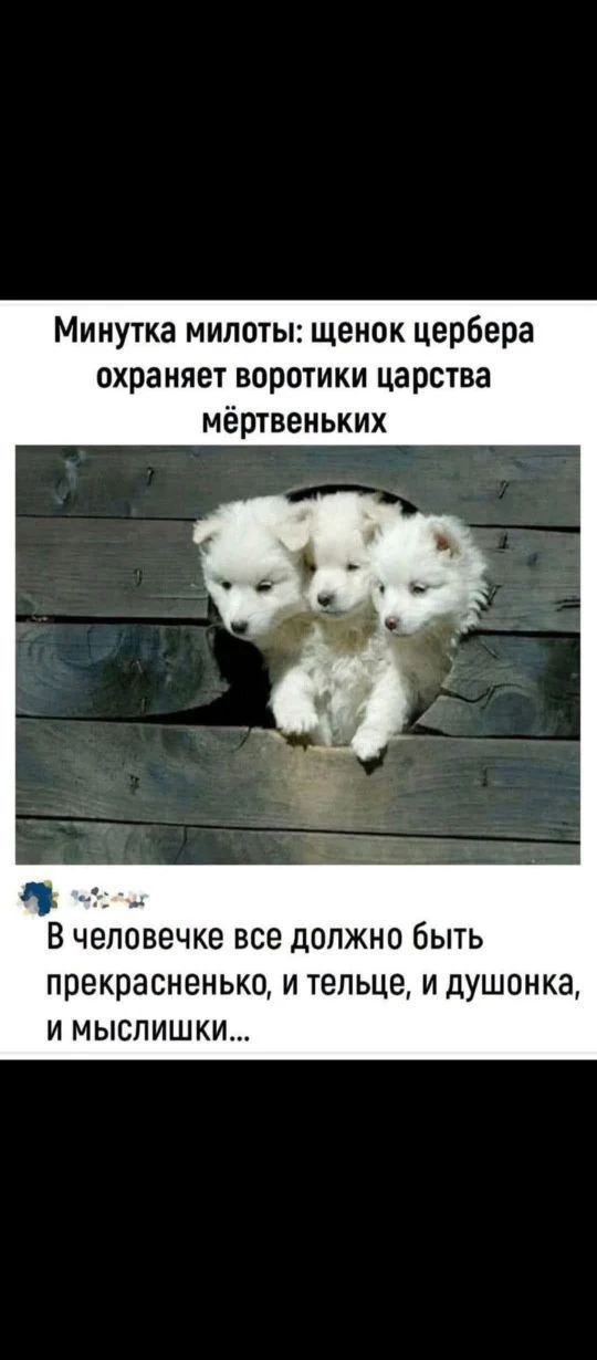Цербер в жутких розочках    🌹🌹🌹 — канал в мессенджере MAX