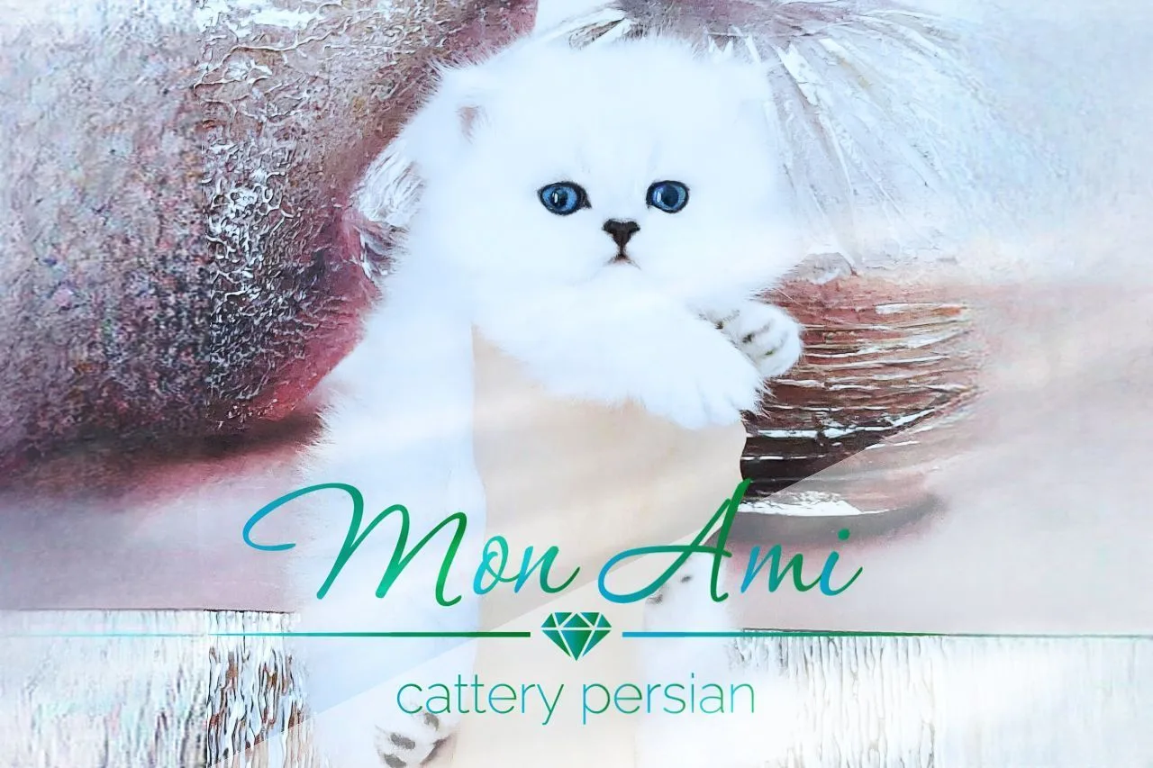 🍃🌸 𝓜𝓸𝓷 𝓐𝓶𝓲 🌸🍃 персидские котята 🍃🌸 купить котенка