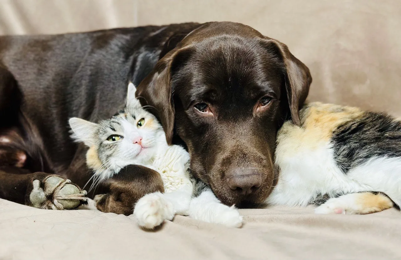 Оскар и Плюша