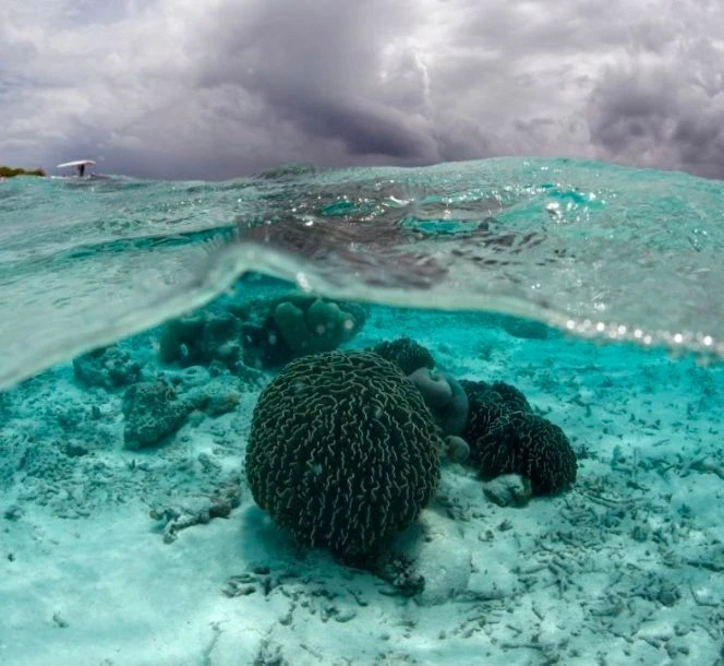 Подводная фотография 🐠🐡🦈 Underwater photography — канал в мессенджере MAX