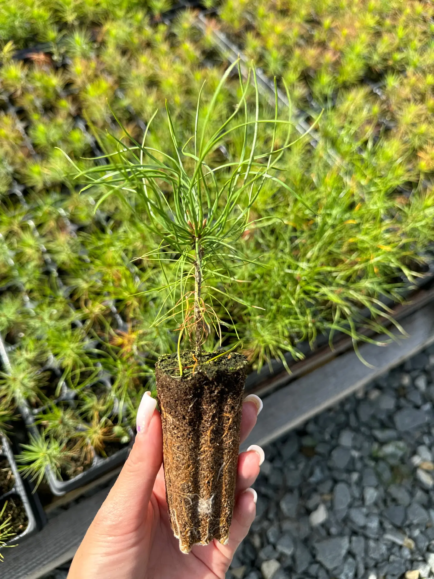 ГАУ Амурской области "Зейский лесхоз"