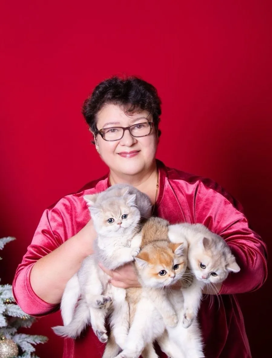 𝐆𝐨𝐥𝐝𝐞𝐧 𝐋𝐮𝐜𝐤 😸Британские котята