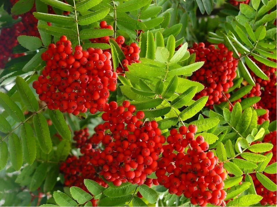 МАДОУ "Детский сад №18" г.Печора