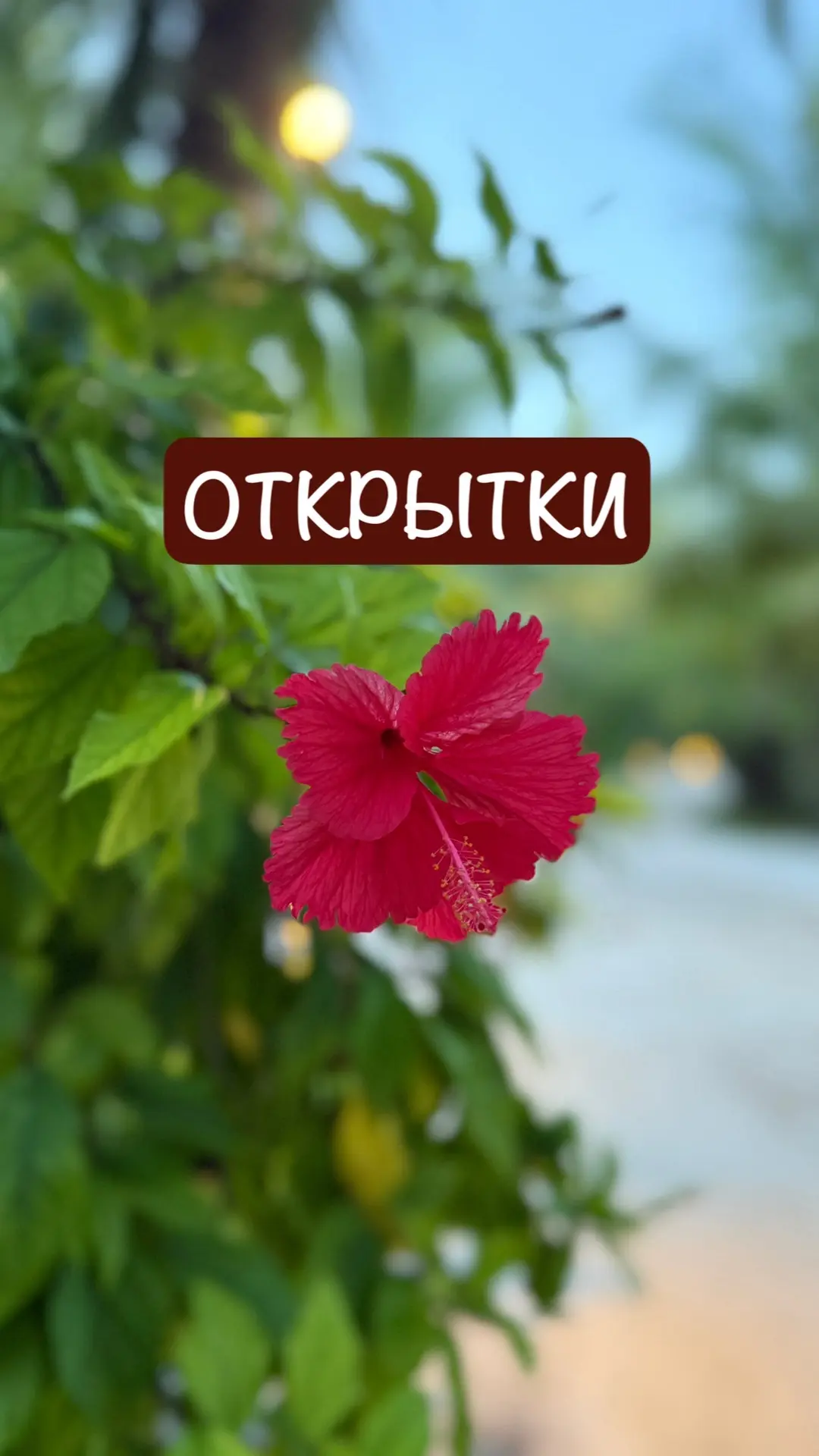 🌺ОТКРЫТКИ, СТИКЕРЫ, ФОТО ДЛЯ СТОРИС.🌺 — канал в мессенджере MAX