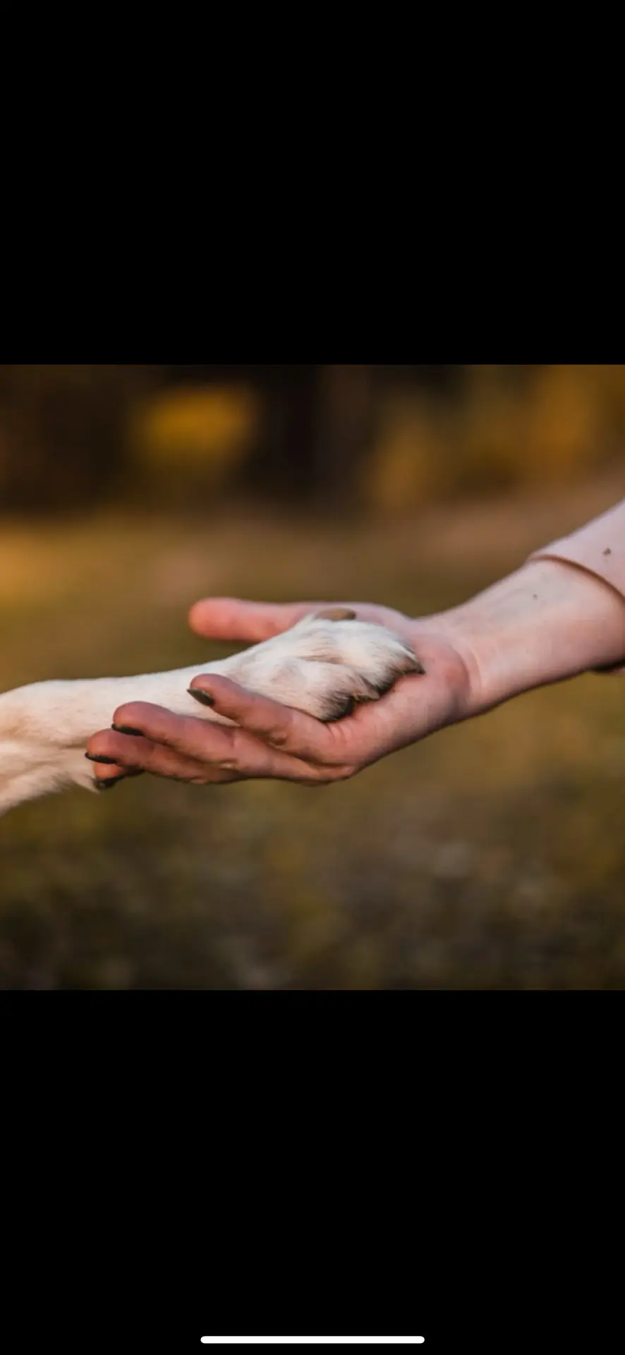 Школа бесконфликтной дрессировки Ульяны Мальцевой и Алекса Вяткина