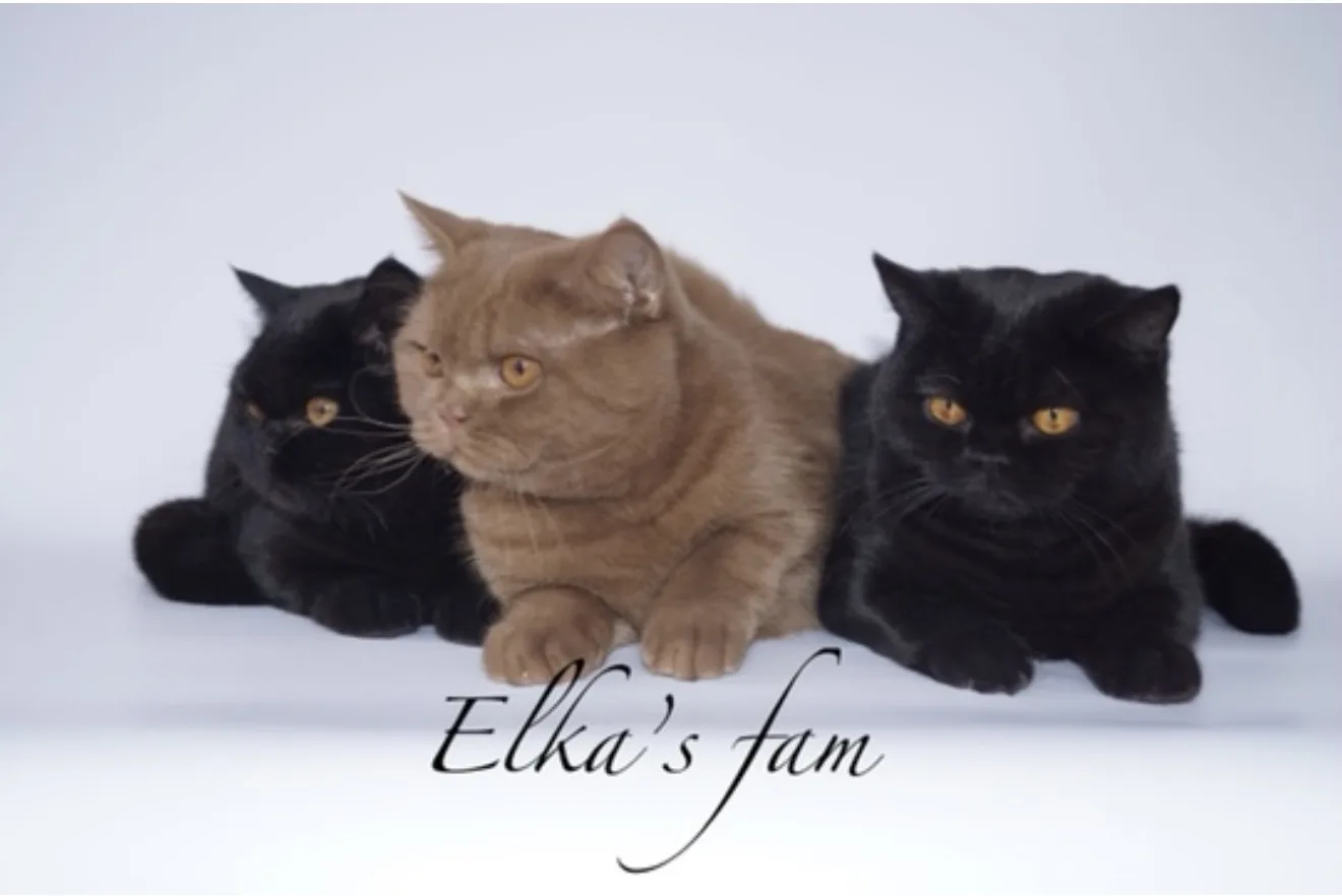 “Elka’s fam”Питомник британских кошек — канал в мессенджере MAX