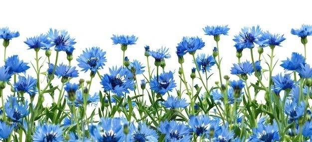 КАНАЛ МБДОУ "Д/С № 24 "КУК ЧЭЧЭК" г.Альметьевска