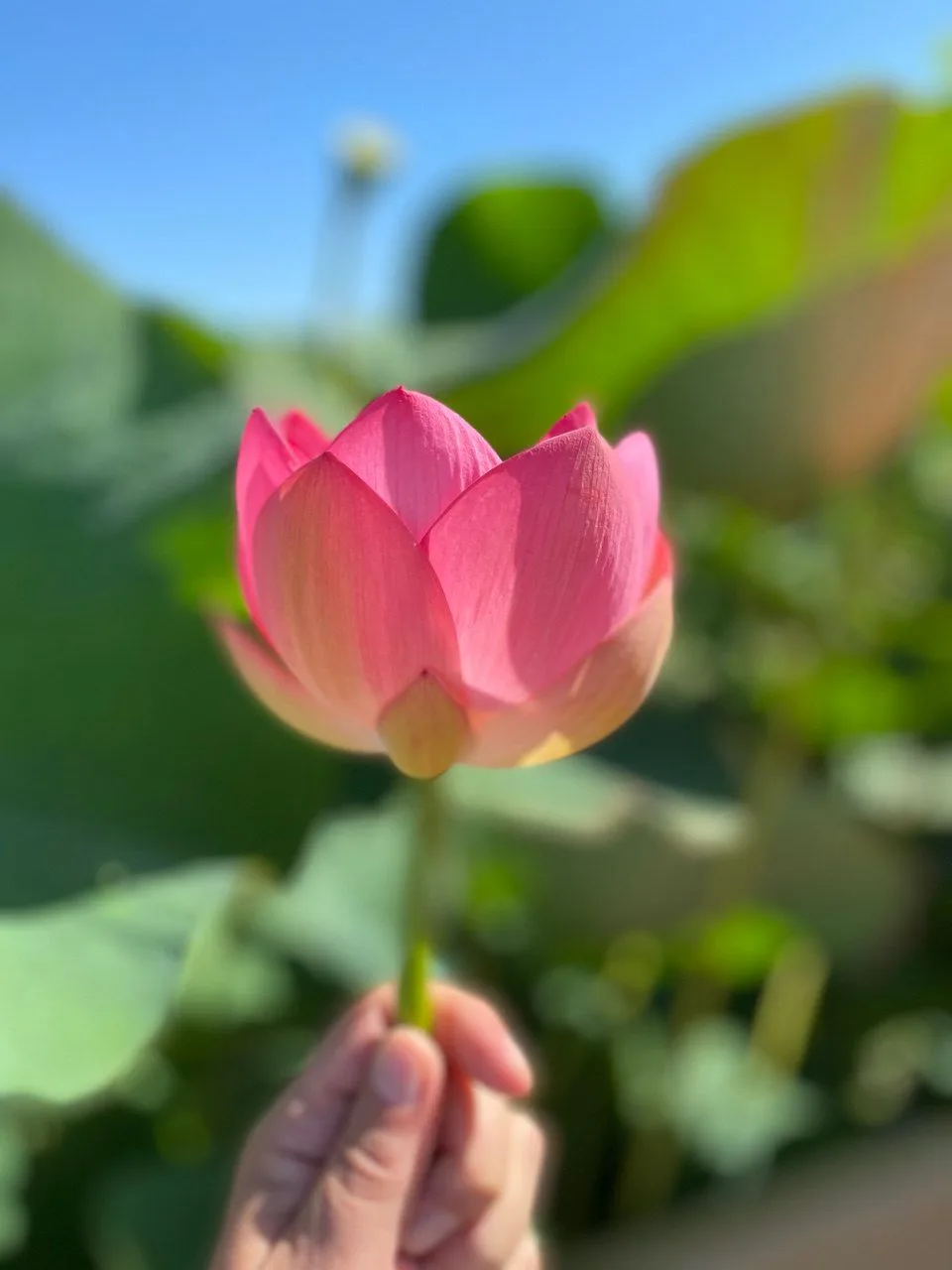 ЦСРИДИ Петродворцового района Санкт-Петербурга