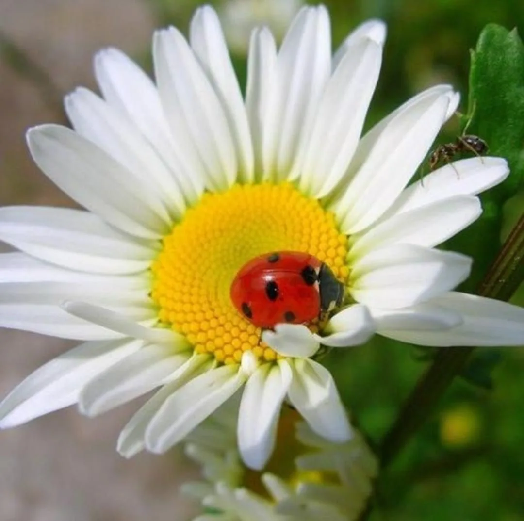 Детский сад №30 города Ельца "Ромашка"