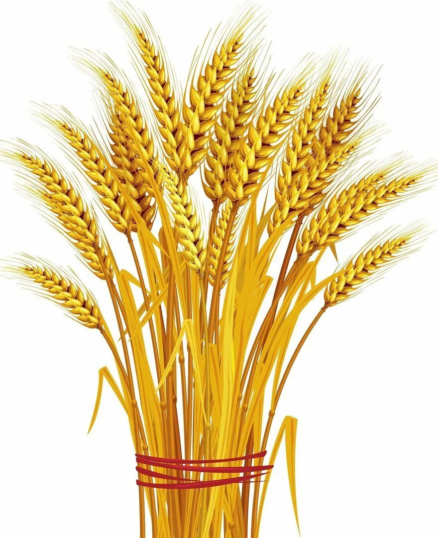 МДОУ "ДС № 28" КОЛОСОК