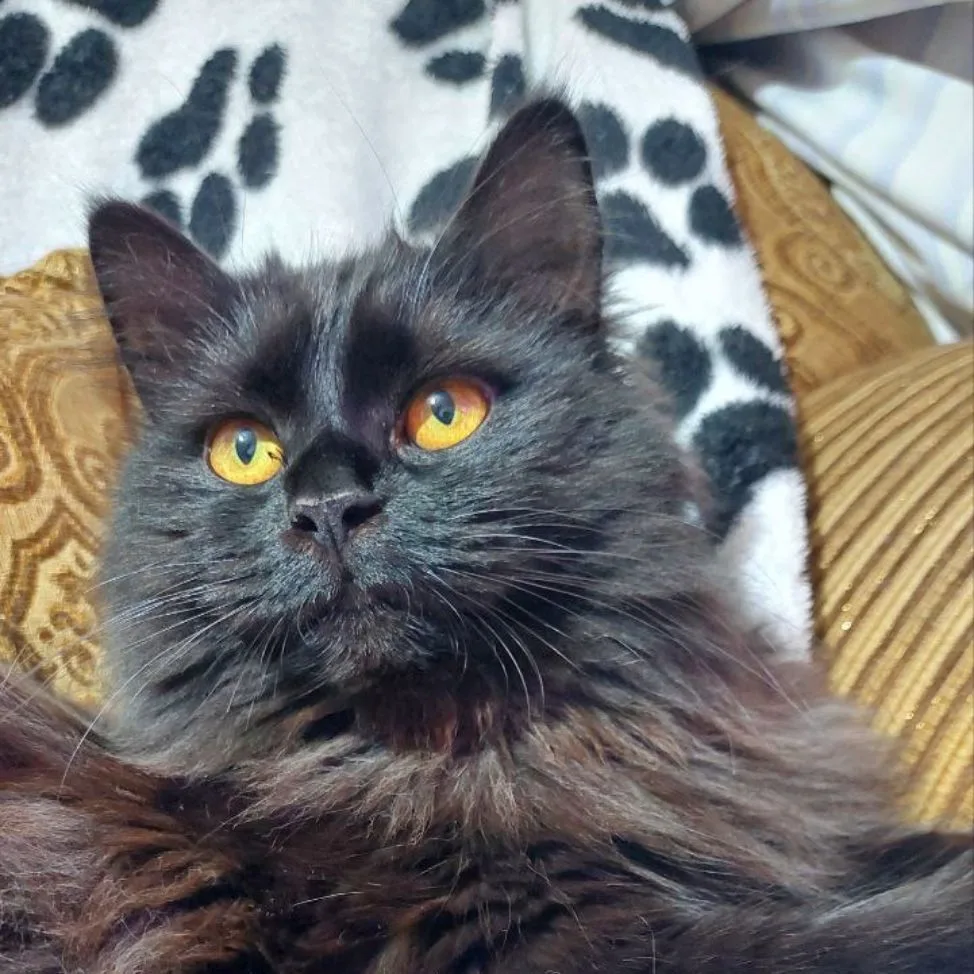 Кошачьи дела. Юмор с пушистыми.🐈‍⬛❤️🐈 — канал в мессенджере MAX