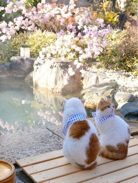 Удивительная Япония