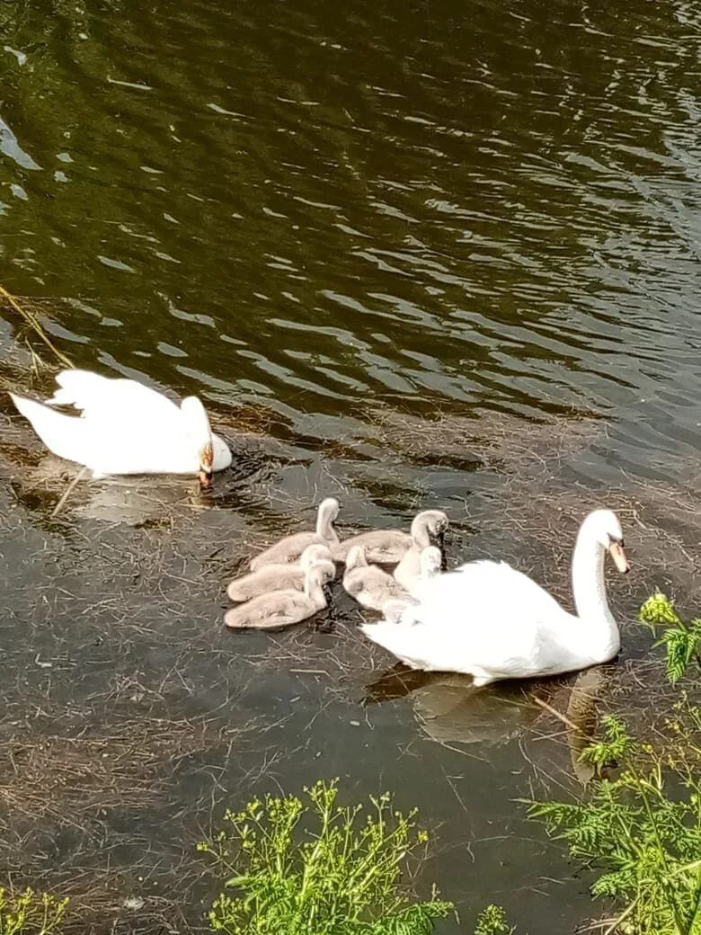 Администрация Дружненского сельсовета Курчатовского района Курской области