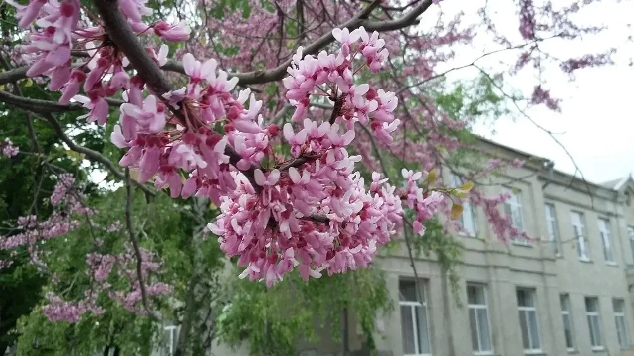 Жизнь Первой Школы