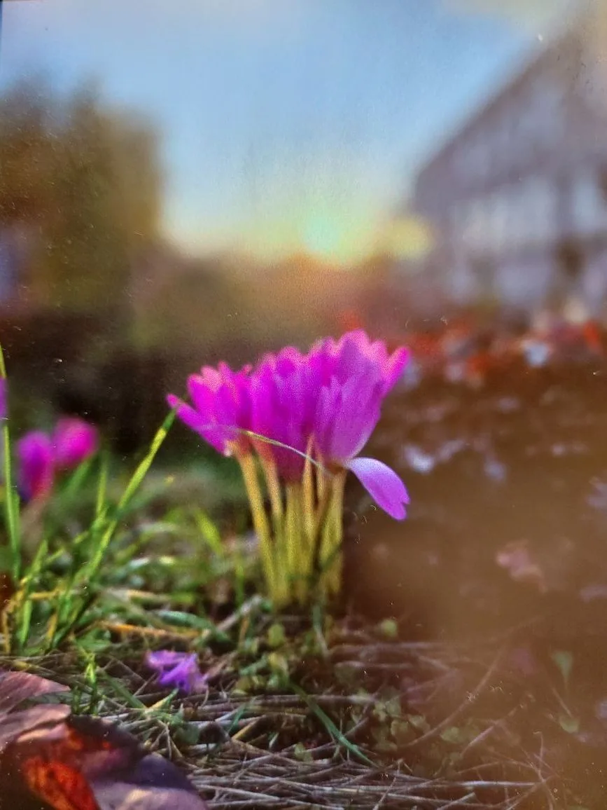 МОУ "Шекснинская школа-интернат" (официальный канал)