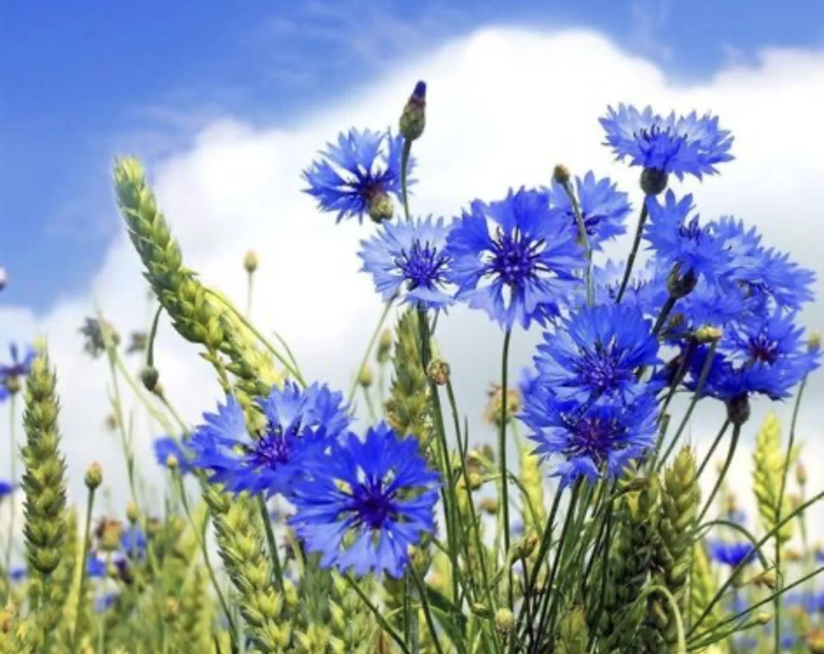 МБДОУ "Детский сад комбинированного вида №24 "Васильки" с. Осиново ЗМР РТ