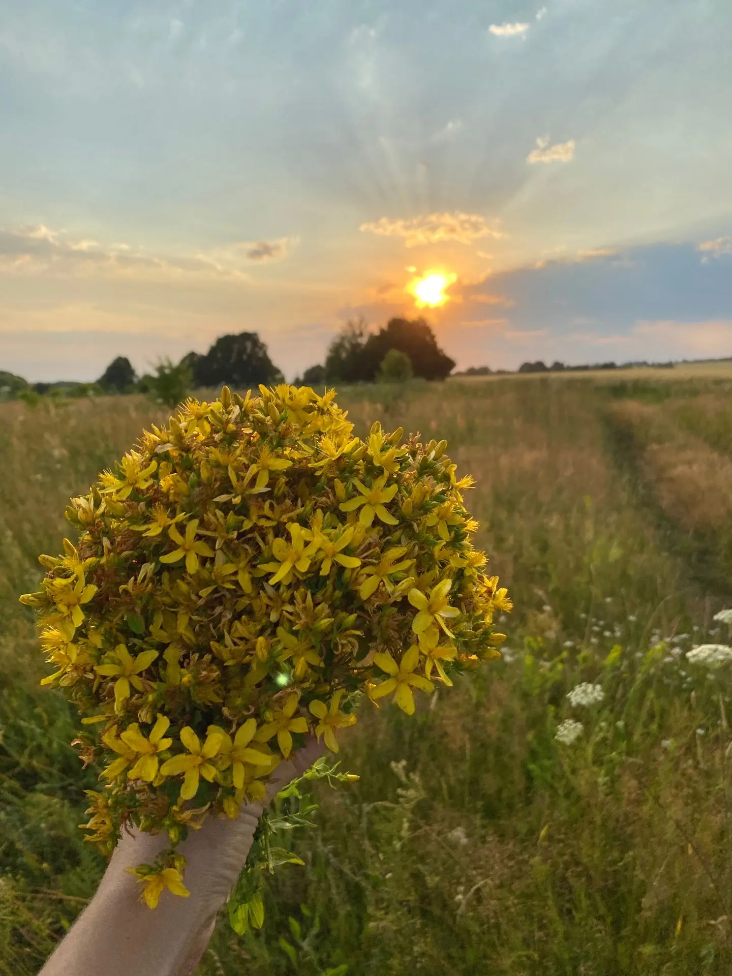 Целебные травы и чаи, сыродавленное масло, натуральная косметика ручной работы 🌿