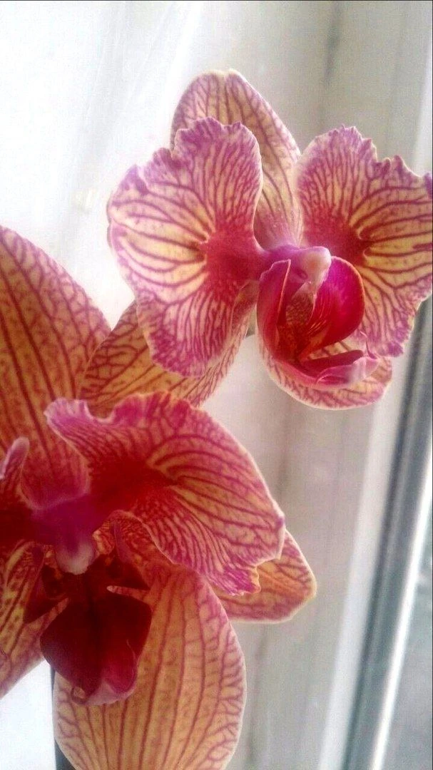 Продажа сортовых орхидей, подростков, орхиаты и т.д.