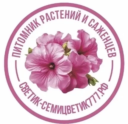 Петуния Воскресенск