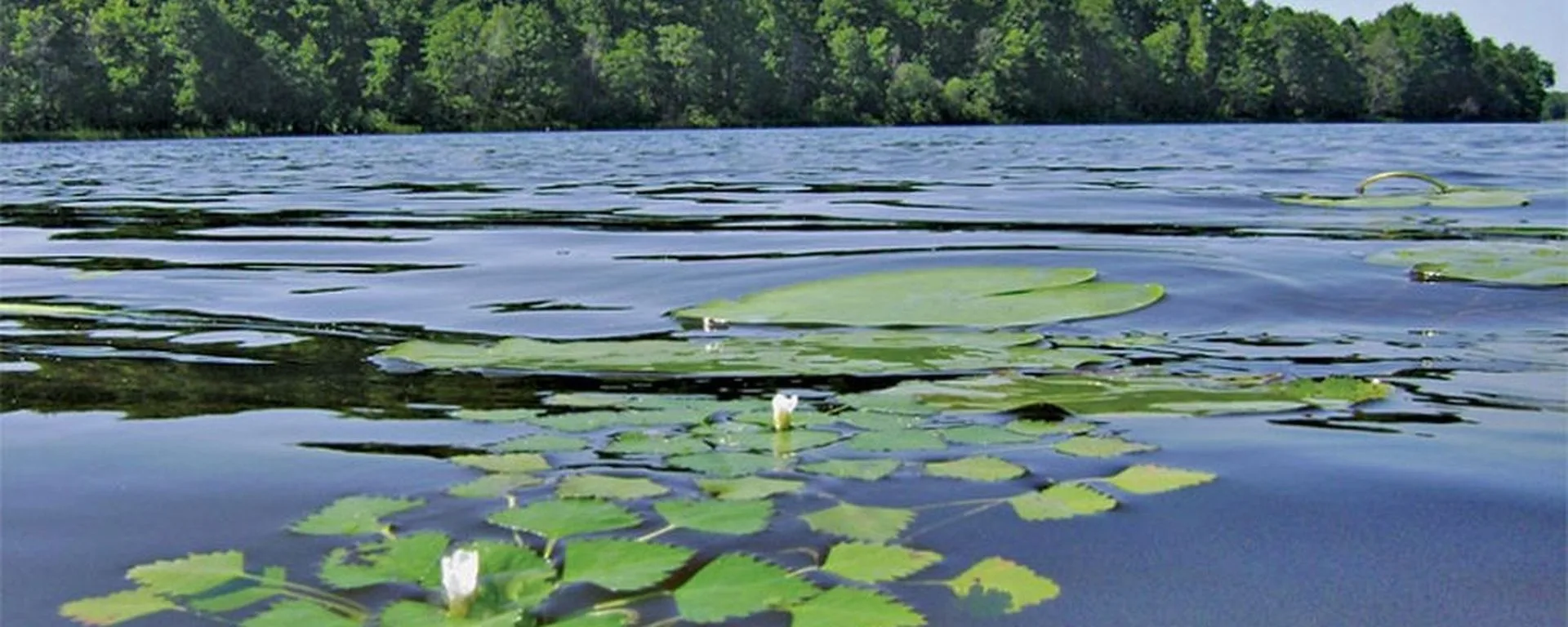 Администрация сельского поселения Новокулевский сельсовет