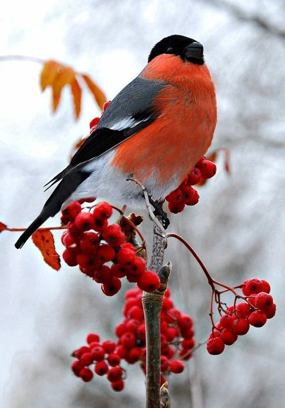 МБДОУ г.Мурманска №130