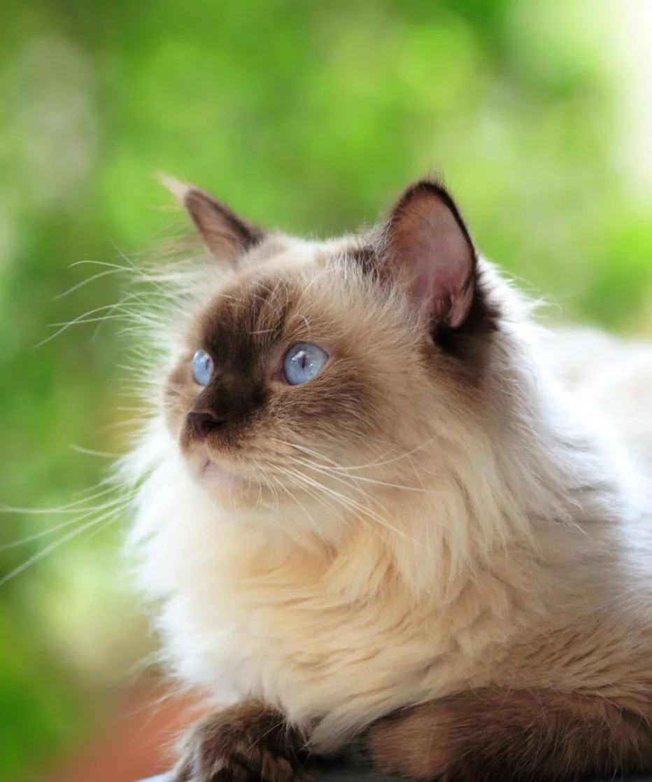 🐱Котики Online🐱 — канал в мессенджере MAX