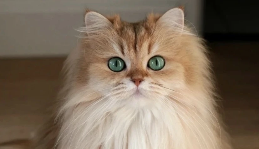 Котострана