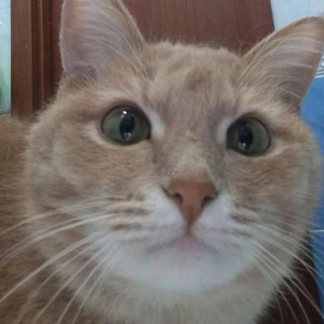 Котёнок Маркиз