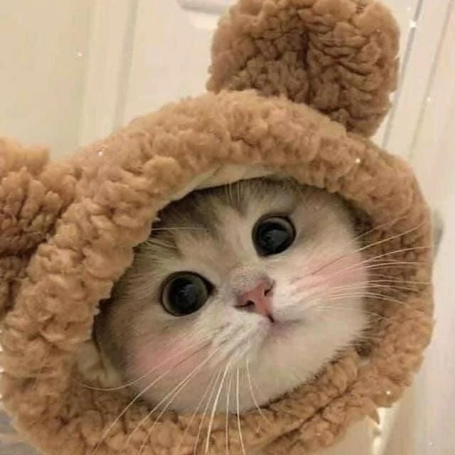 Котик в шапочке❤️