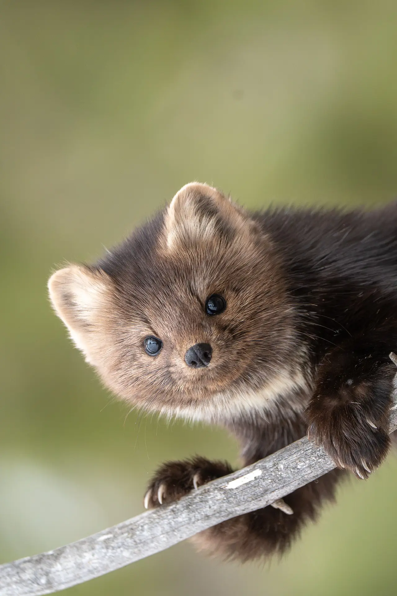 Логотип канала