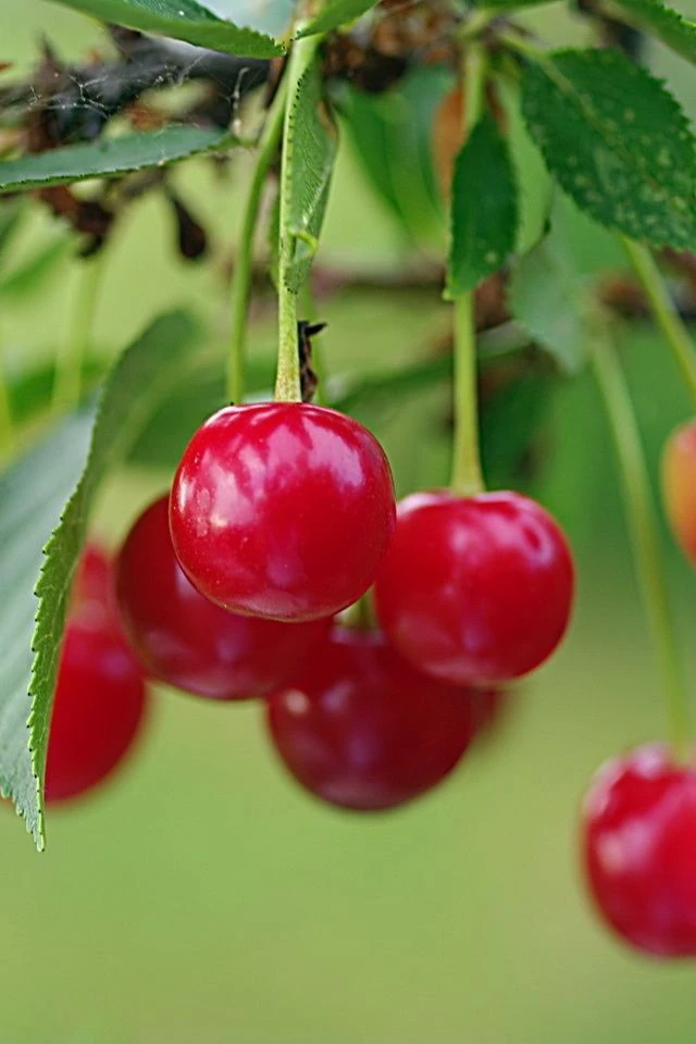 МБДОУ ДС "Вишенка" г.Волгодонска